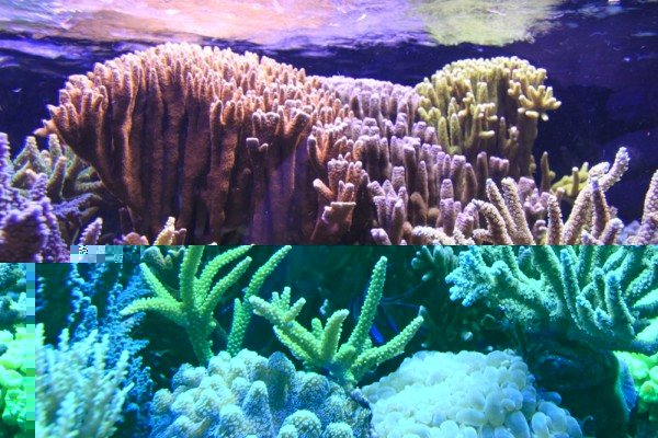 IMG_0747.JPG (362.43 Kio) Consulté 15135 fois IMG_0747.JPG