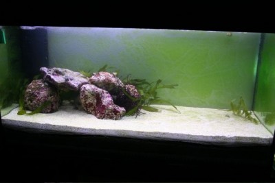 hippodecor.jpg