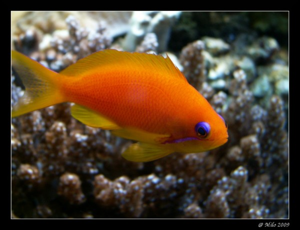 anthias.jpg