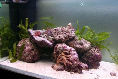 hippodecor4.jpg