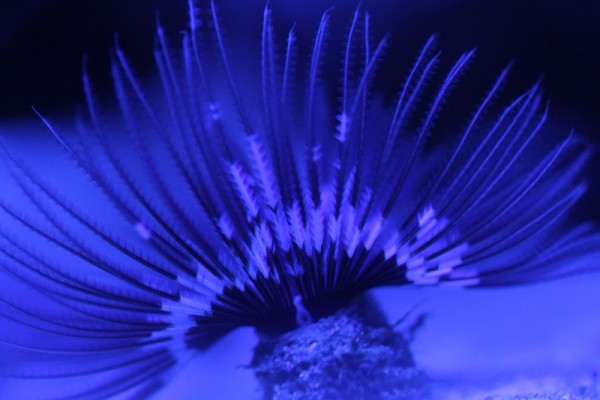 Sabellastarte magnifica