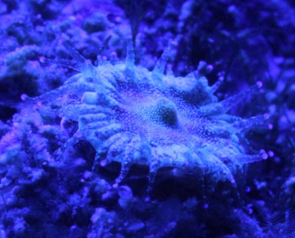Qu'est ce que c'est? sous lumiere blanche il est vert et mesure 1cm de diametre