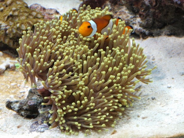 L'anémone et son couple de clowns