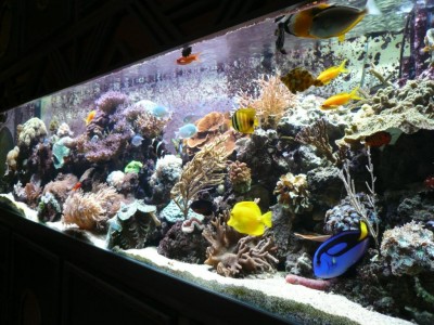 P1030225.JPG (160.81 Kio) Consulté 9962 fois août 2009