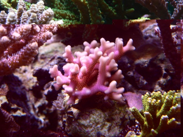 sériatopora caliendrum rose