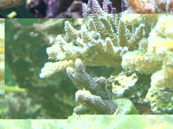 sériatopora caliendrum violet