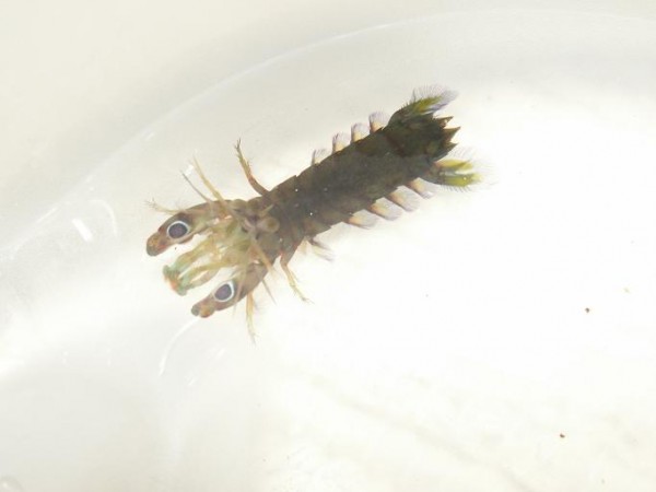 squillesplach1.JPG