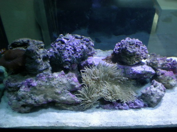 anemone1981.jpg