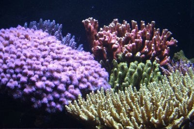 aquamazcoraux3.jpg