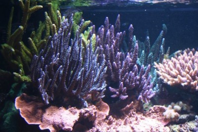 aquamazcoraux2.jpg