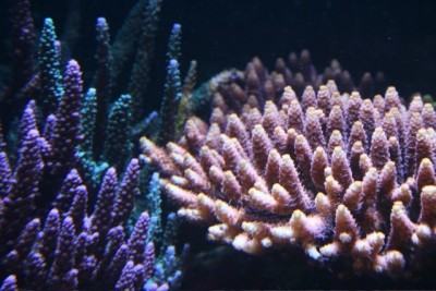 aquamazcoraux1.jpg