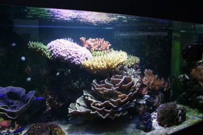 aquamazcoraux6.jpg