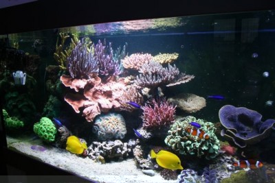 aquamazcoraux5.jpg