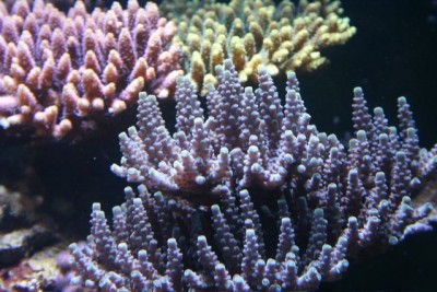 aquamazcoraux4.jpg