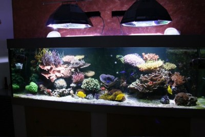 aquamazcoraux10.jpg