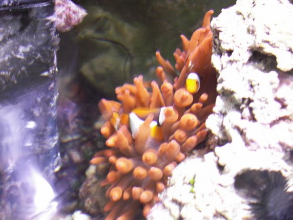 sppercula.JPG