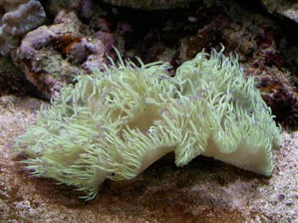 spcatalaph.JPG