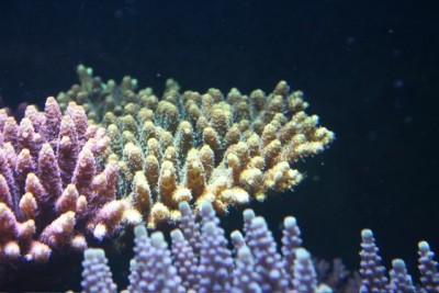 aquamazcoraux9.jpg