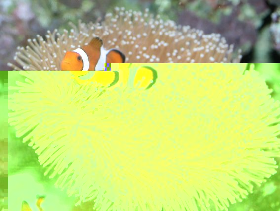clown2698.jpg