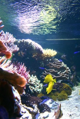 aquamazcoraux7.jpg