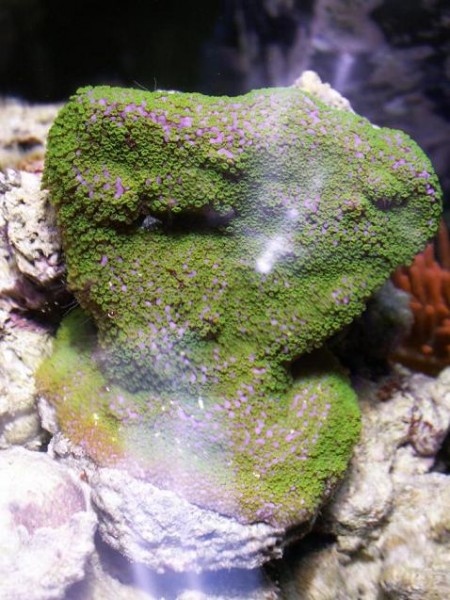 Le danae qui ne pousse pas très vite...