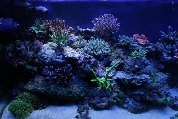 vue gauche sous tubes bleus.jpg