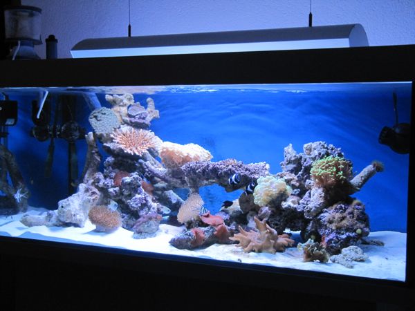 aquarium1.jpg