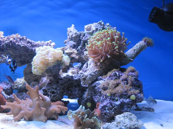 aquarium3.jpg