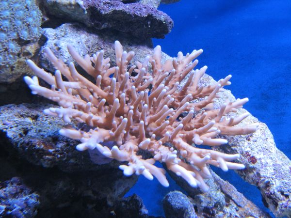 aquarium4.jpg
