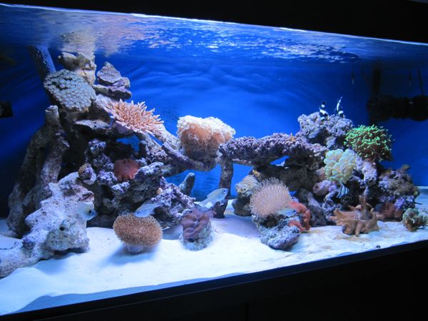 aquarium5.jpg