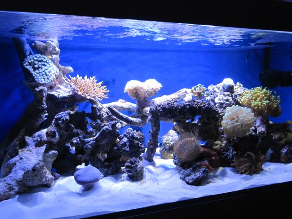Eclairage sans les T5 seulement les Led