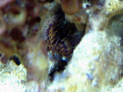 DSCF1260.jpg (146.82 Kio) Consulté 12048 fois DSCF1260.jpg