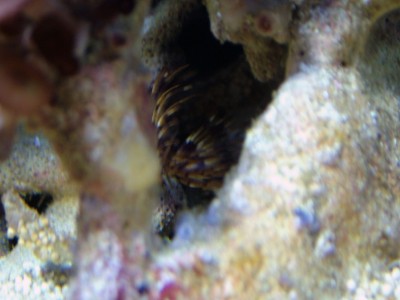 DSCF1257.jpg (156.1 Kio) Consulté 12063 fois DSCF1257.jpg