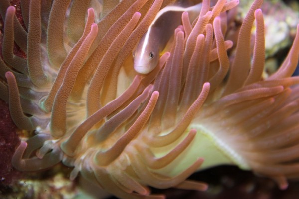 IMG_0086.JPG (215.71 Kio) Consulté 13927 fois IMG_0086.JPG