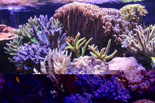 IMG_0748.JPG (386.16 Kio) Consulté 14500 fois IMG_0748.JPG