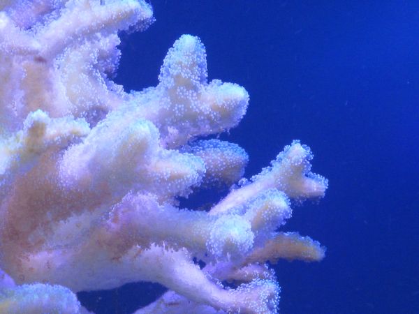 corail1.jpg