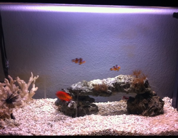 IMG_0142 (800x618).jpg (309.67 Kio) Consulté 70057 fois Mon aquarium