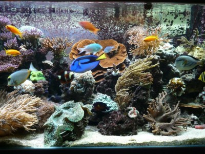 P1030243.JPG (201.39 Kio) Consulté 9932 fois P1030243.JPG