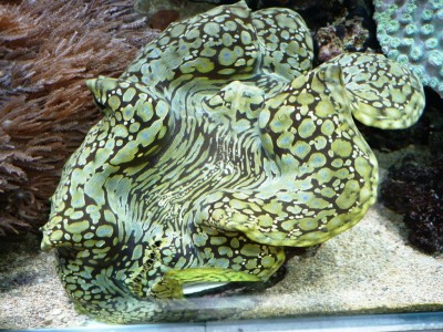 P1030273.JPG (203.67 Kio) Consulté 10559 fois P1030273.JPG