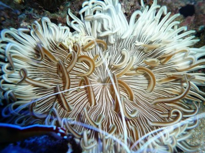 P1030253.JPG (173.62 Kio) Consulté 9932 fois août 2009