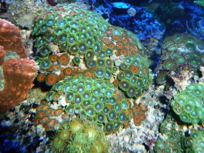 P1030257.JPG (213.02 Kio) Consulté 10558 fois P1030257.JPG