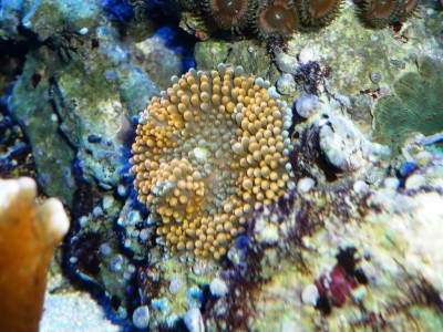 P1030258.JPG (163.8 Kio) Consulté 10613 fois P1030258.JPG