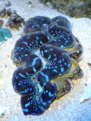 P1030263.JPG (476.9 Kio) Consulté 9931 fois P1030263.JPG