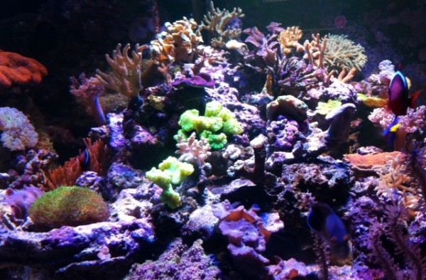 image.jpg (145.48 Kio) Consulté 76411 fois image.jpg