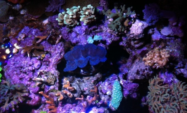 image.jpg (134.96 Kio) Consulté 76411 fois image.jpg