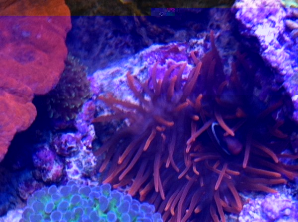 image.jpg (122.78 Kio) Consulté 75146 fois image.jpg