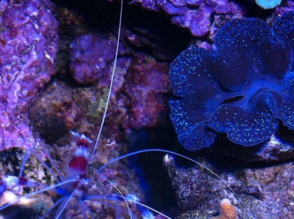 image.jpg (140.52 Kio) Consulté 75145 fois image.jpg