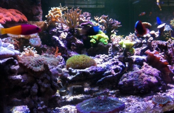 image.jpg (138.76 Kio) Consulté 76406 fois image.jpg