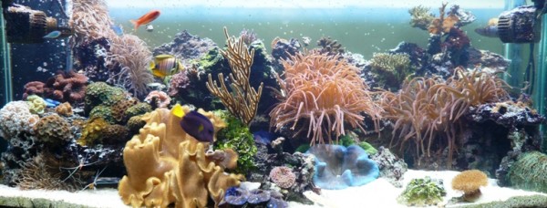 P1030681.JPG (192.43 Kio) Consulté 10221 fois 650 litres