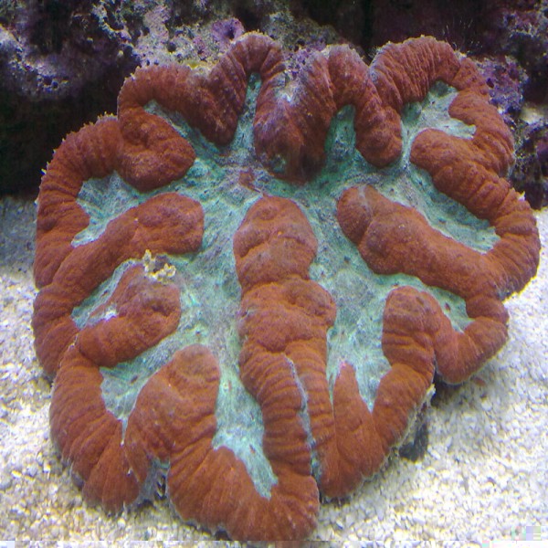 bac 24 lampe leds essais 30.11 90w 004.jpg bon.jpg (224.12 Kio) Consulté 10912 fois bac 24 lampe leds essais 30.11 90w 004.jpg bon.jpg